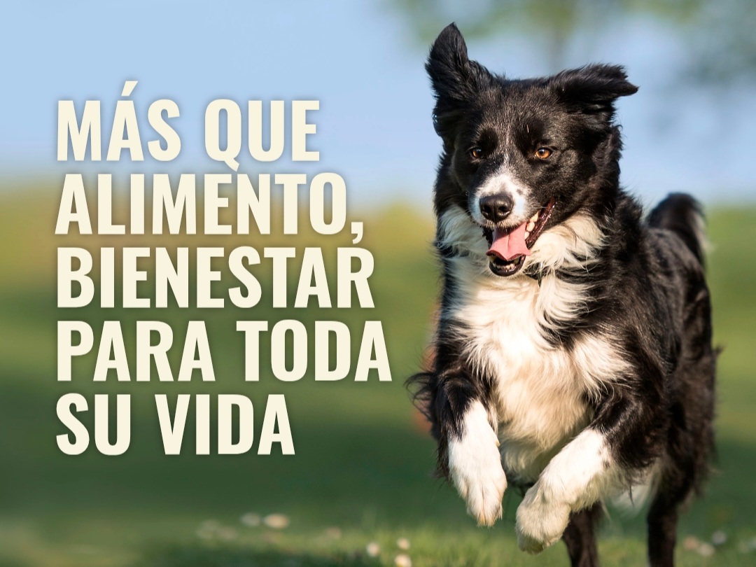 NÓMADE CACHORRO 10 KG ALIMENTO PREMIUM + ENVÍO GRATIS - Imagen 5
